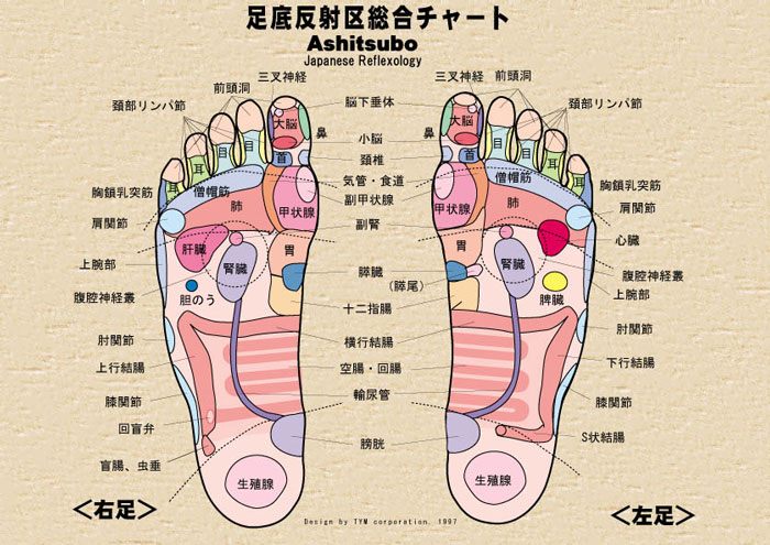 足底反射区の総合チャート